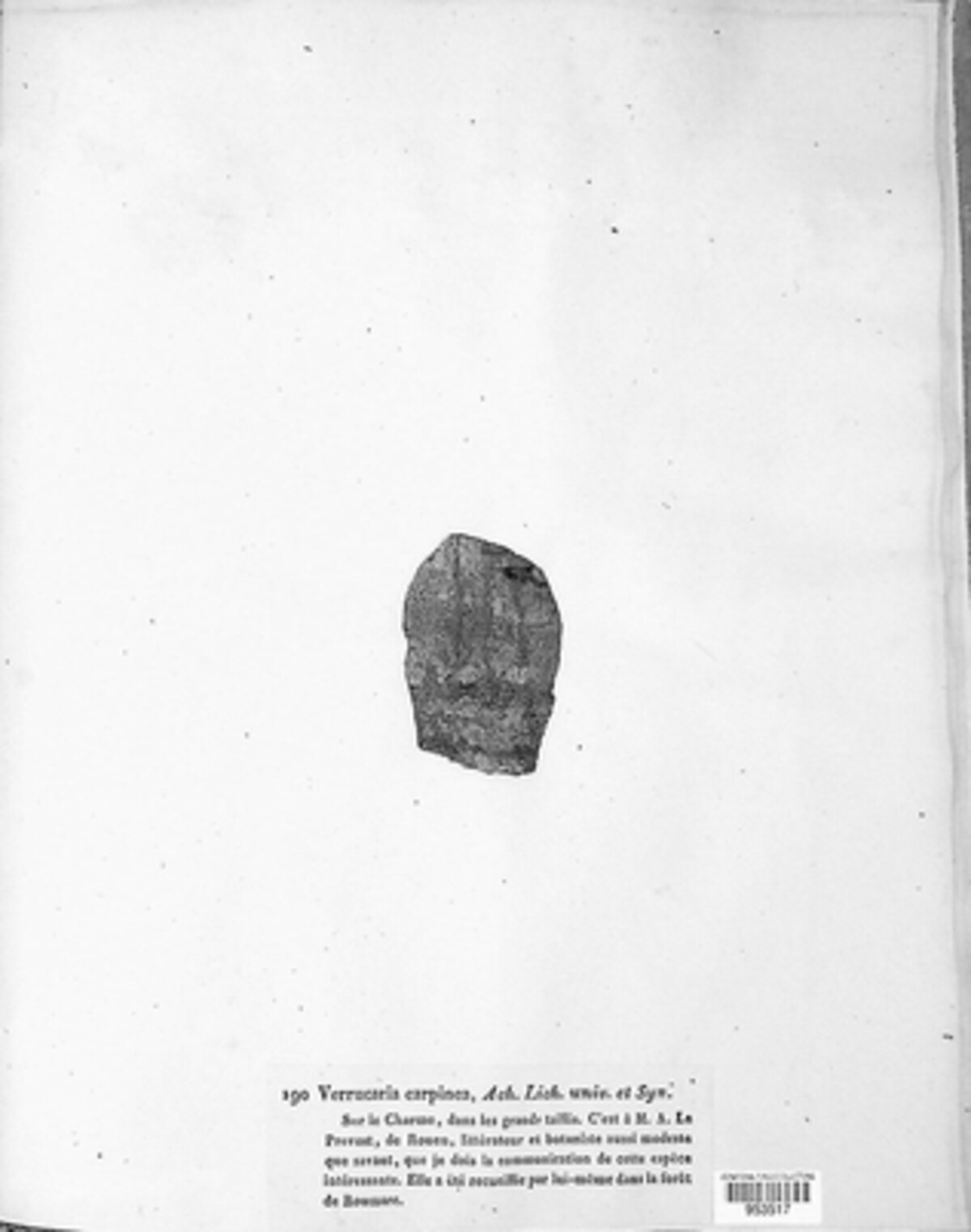 Porinaceae image